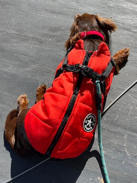 PawRoll Dog Winter Jacket - Customer Photo From Flora Holloway