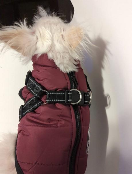 PawRoll Dog Winter Jacket - Customer Photo From Philip Barber