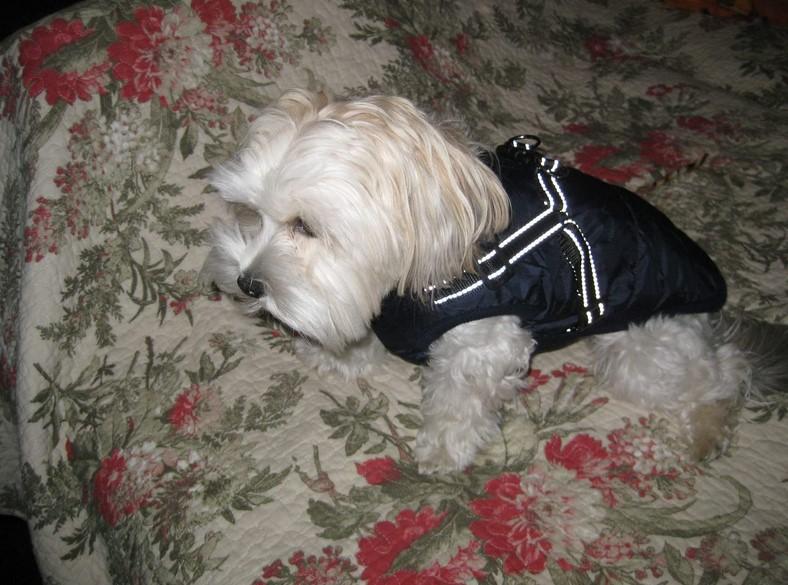 PawRoll Dog Winter Jacket - Customer Photo From Tanisha Stuart