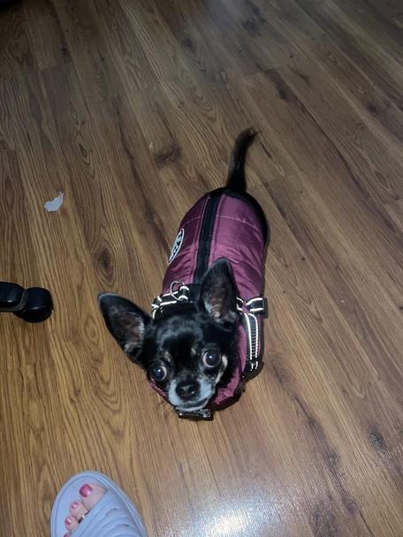 PawRoll Dog Winter Jacket - Customer Photo From Ross Jordan