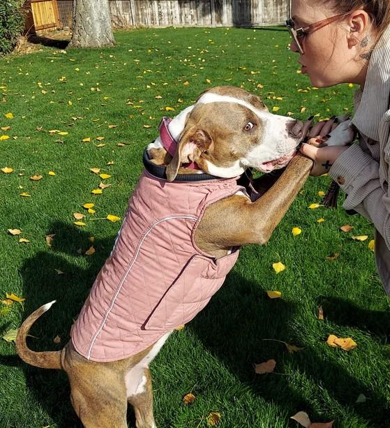 All-Purpose Reflective Quilted Dog Jacket - Customer Photo From Darius Sampson