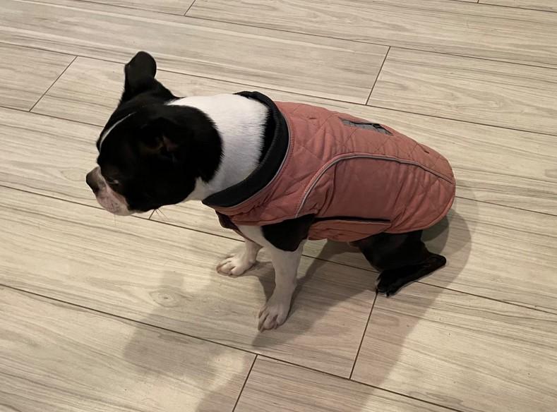 All-Purpose Reflective Quilted Dog Jacket - Customer Photo From Victor Shelton