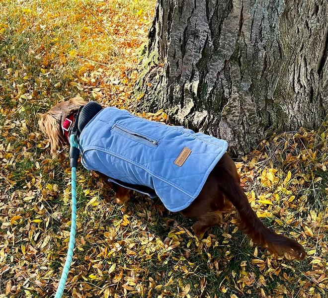All-Purpose Reflective Quilted Dog Jacket - Customer Photo From Michael Singleton