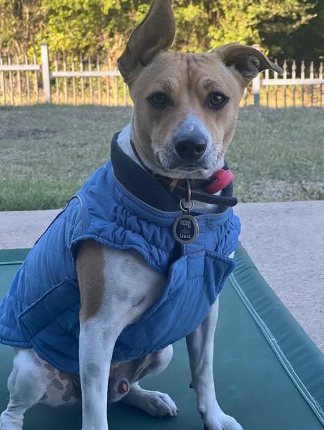 All-Purpose Reflective Quilted Dog Jacket - Customer Photo From Tiana Graham