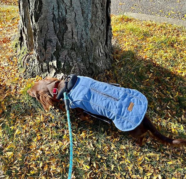 All-Purpose Reflective Quilted Dog Jacket - Customer Photo From Michael Singleton