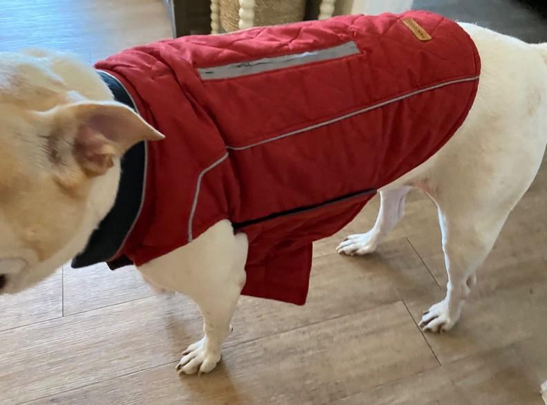 All-Purpose Reflective Quilted Dog Jacket - Customer Photo From Catherine Carr