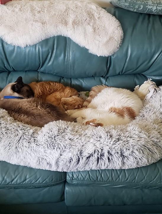 PawRoll™ Calming Sofa Dog Bed - Customer Photo From Noah Driscoll