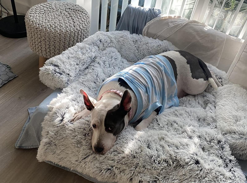 PawRoll™ Calming Sofa Dog Bed - Customer Photo From Jemimah Norman