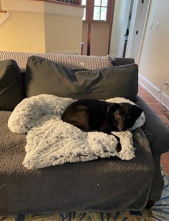 PawRoll™ Calming Sofa Dog Bed - Customer Photo From Ariyah Holmes