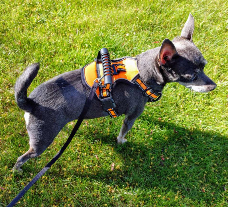 PawRoll™ No Pull Dog Harness With Strong Handle (2022) - Customer Photo From Koa East