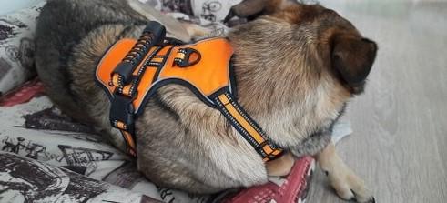 PawRoll™ No Pull Dog Harness With Strong Handle (2022) - Customer Photo From Paula Lovell