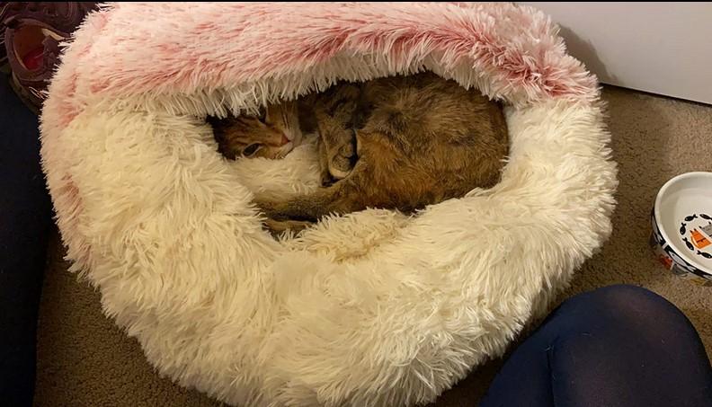PawRoll Furry Plush Cave Cat Bed - Customer Photo From Eliot Holland