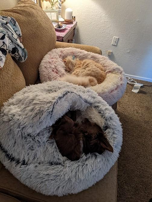 PawRoll Furry Plush Cave Cat Bed - Customer Photo From Piper Matthams