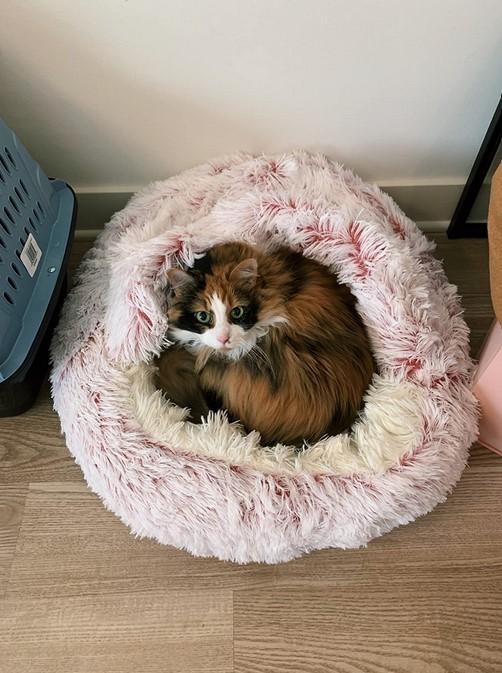 PawRoll Furry Plush Cave Cat Bed - Customer Photo From Millicent Frye