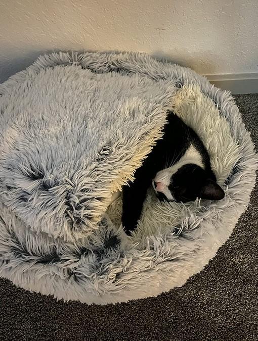PawRoll Furry Plush Cave Cat Bed - Customer Photo From Kohen Hull