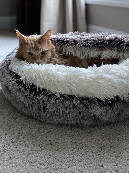 PawRoll Furry Plush Cave Cat Bed - Customer Photo From Marissa Santos