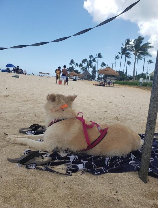 PawRoll™ Dog Sled Harness Pro - Customer Photo From Lianne Chamberlain