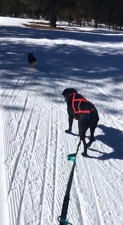 PawRoll™ Dog Sled Harness Pro - Customer Photo From Connor Floyd