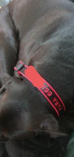 Personalized PawRoll™ Dog Nylon Collar (2022) - Customer Photo From Claudia Macdonald