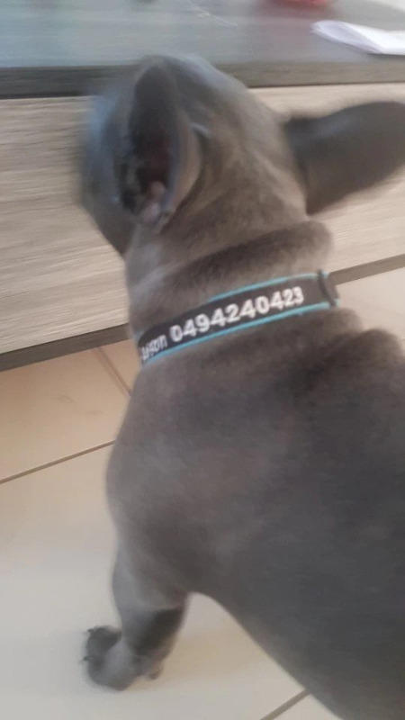 Personalized PawRoll™ Dog Nylon Collar (2022) - Customer Photo From Viktoria Ingram