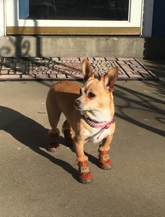 PawRoll™ Fashion Winter Boots (4 Boots) - Customer Photo From John Gibbons