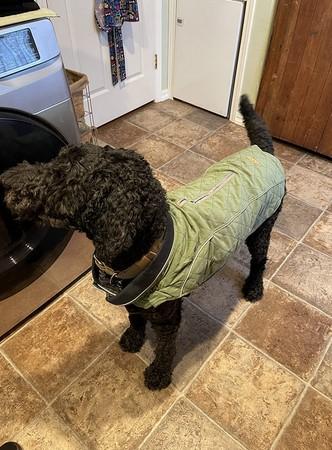 All-Purpose™ Reflective Quilted Dog Jacket - Customer Photo From Randall Donaldson