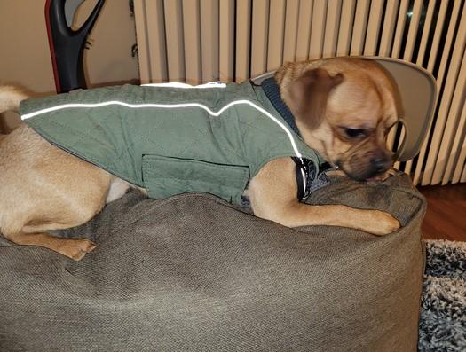 All-Purpose™ Reflective Quilted Dog Jacket - Customer Photo From Iona Reilly