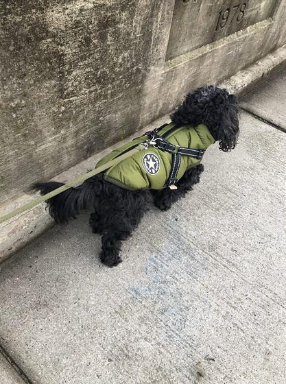 New PawRoll™ Dog Winter Waterproof Jacket - Customer Photo From Darcie-Mae Frank