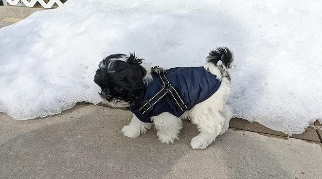 New PawRoll™ Dog Winter Waterproof Jacket - Customer Photo From Everett Douglas