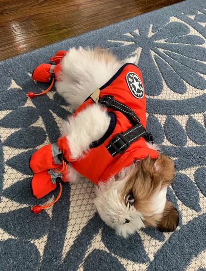 New PawRoll™ Dog Winter Waterproof Jacket - Customer Photo From Anum Greaves