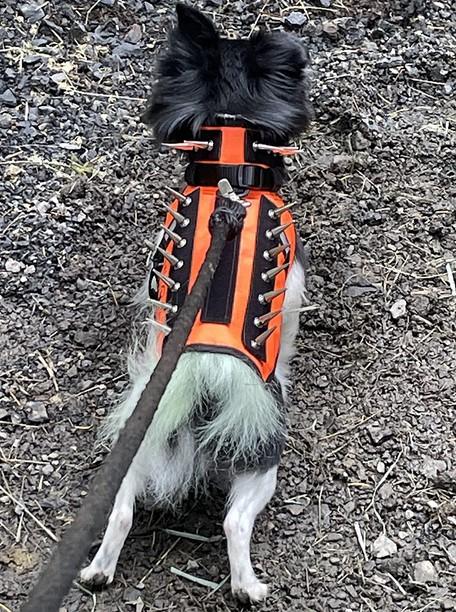 PawRoll™ Dog Spike Vest Harness - Customer Photo From Myla Archer