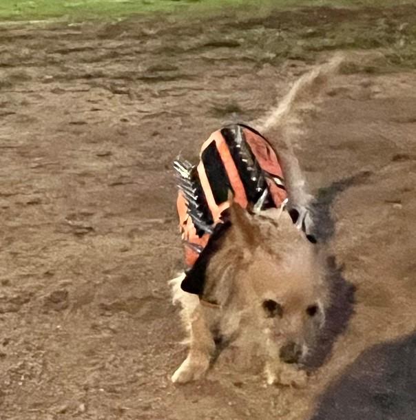 PawRoll™ Dog Spike Vest Harness Pro - Customer Photo From Judy Doyle
