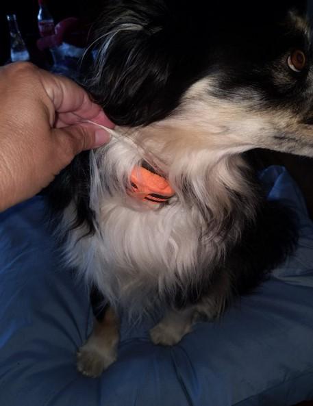 Challenger™ Dog Training Collar - Customer Photo From Nikolas Bauer
