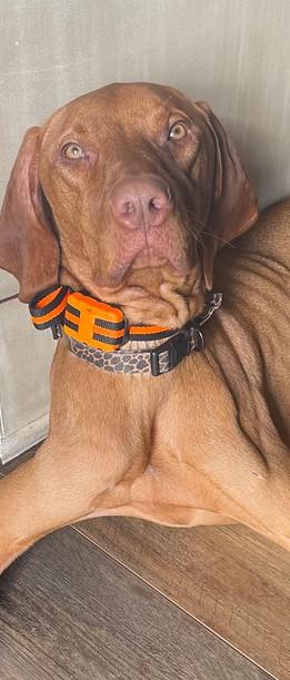 Challenger™ Dog Training Collar - Customer Photo From Annalise Gamble