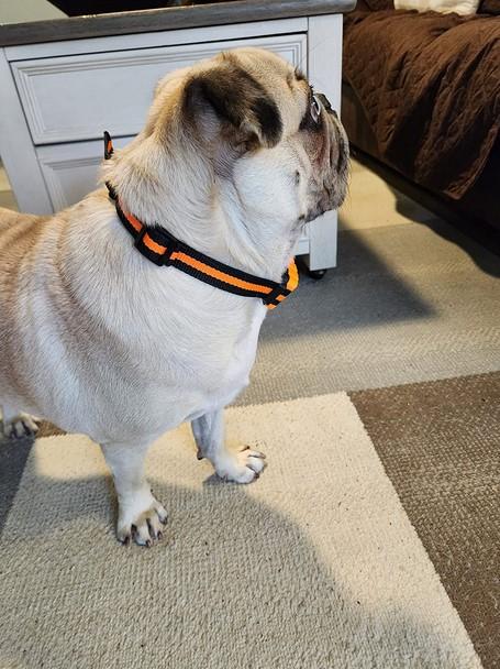 Challenger™ Dog Training Collar - Customer Photo From Sid Snyder