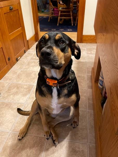 Challenger™ Dog Training Collar - Customer Photo From Hope Wise