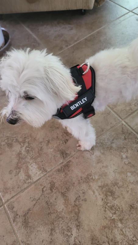 Personalized PawRoll™ No Pull Dog Harness - Customer Photo From Alice Savage