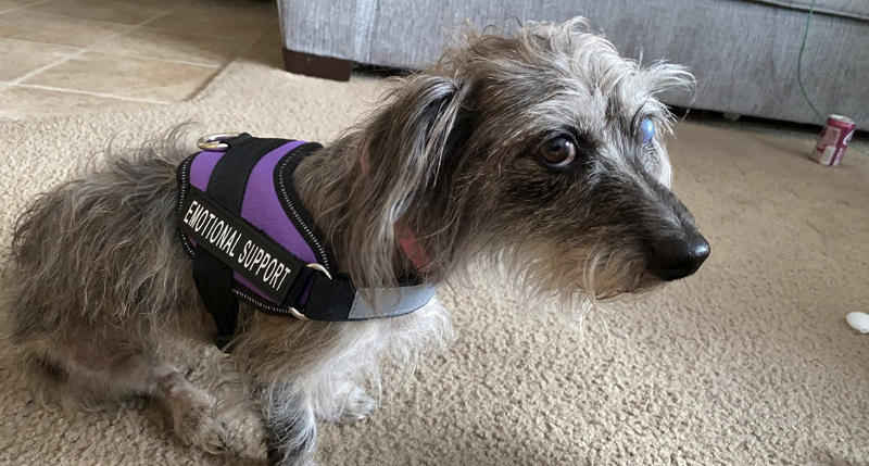 Personalized PawRoll™ No Pull Dog Harness - Customer Photo From Haydn Mclaughlin