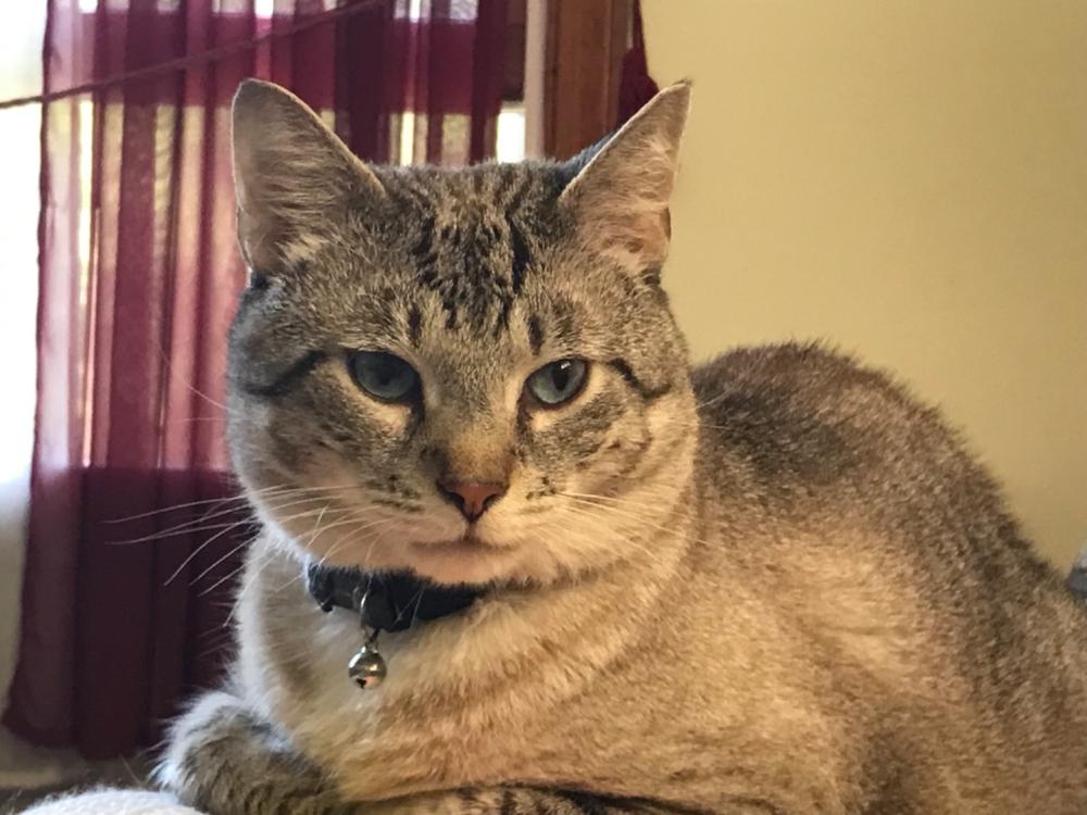 FELIWAY® Classic Diffuser Kit - Customer Photo From Loretta L.