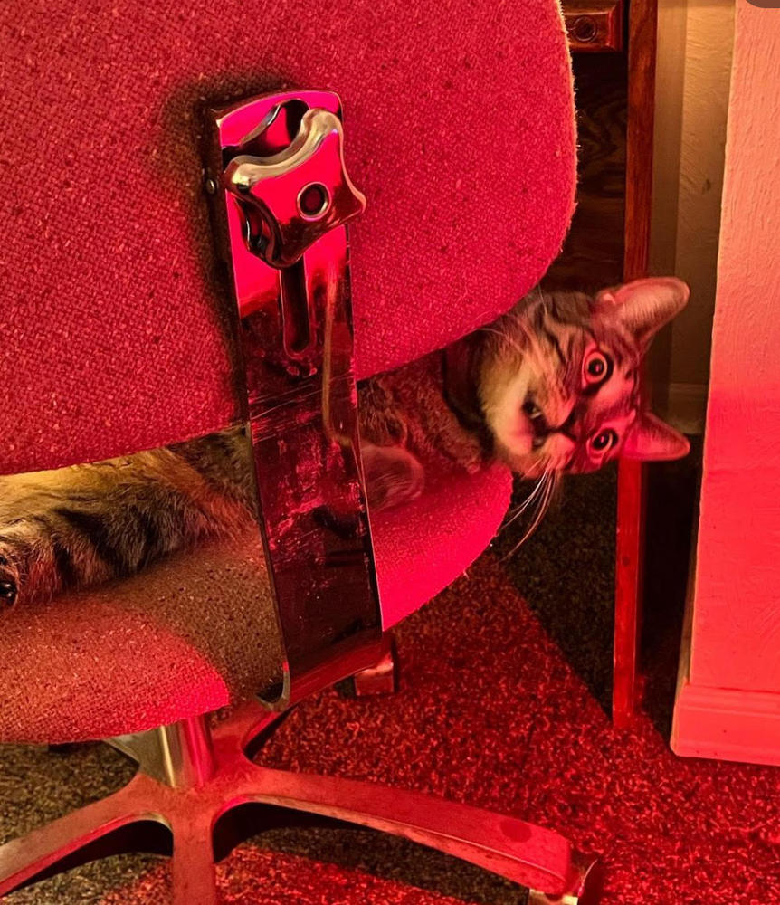 FELIWAY® Multicat Diffuser Kit - Customer Photo From Stacie A.