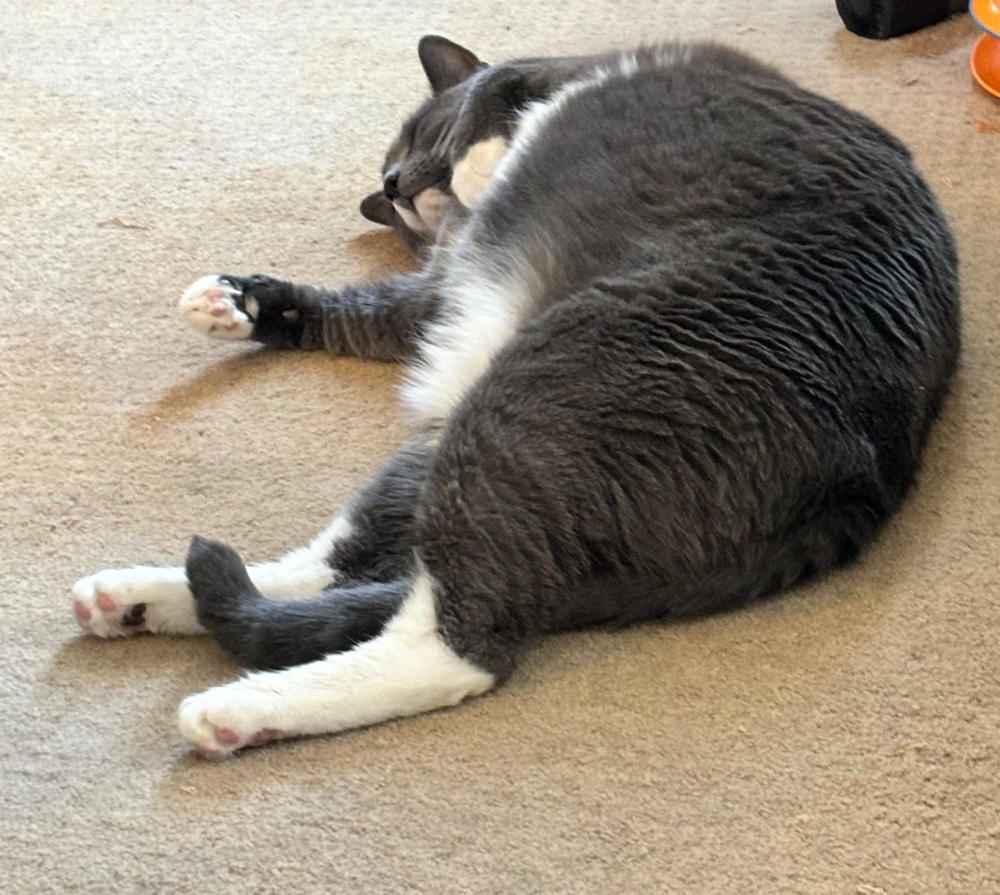 FELIWAY® Multicat Diffuser Kit - Customer Photo From Elizabeth S.