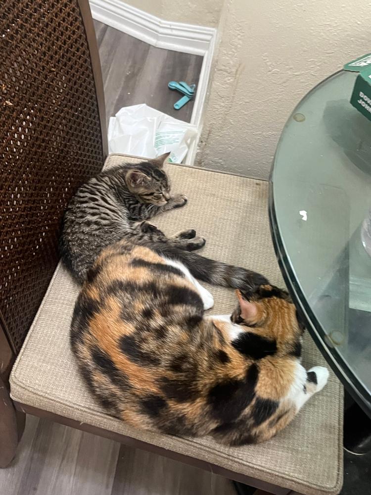 FELIWAY® Multicat Diffuser Kit - Customer Photo From Harrison M.