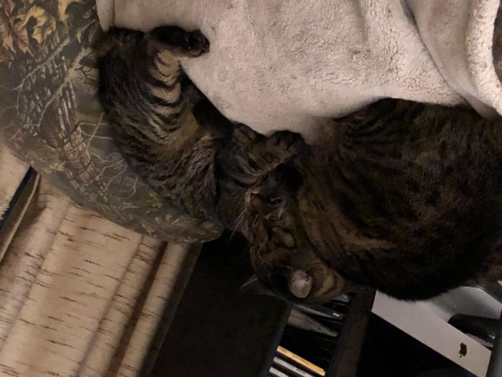 FELIWAY® Multicat Refill - Customer Photo From Anonymous