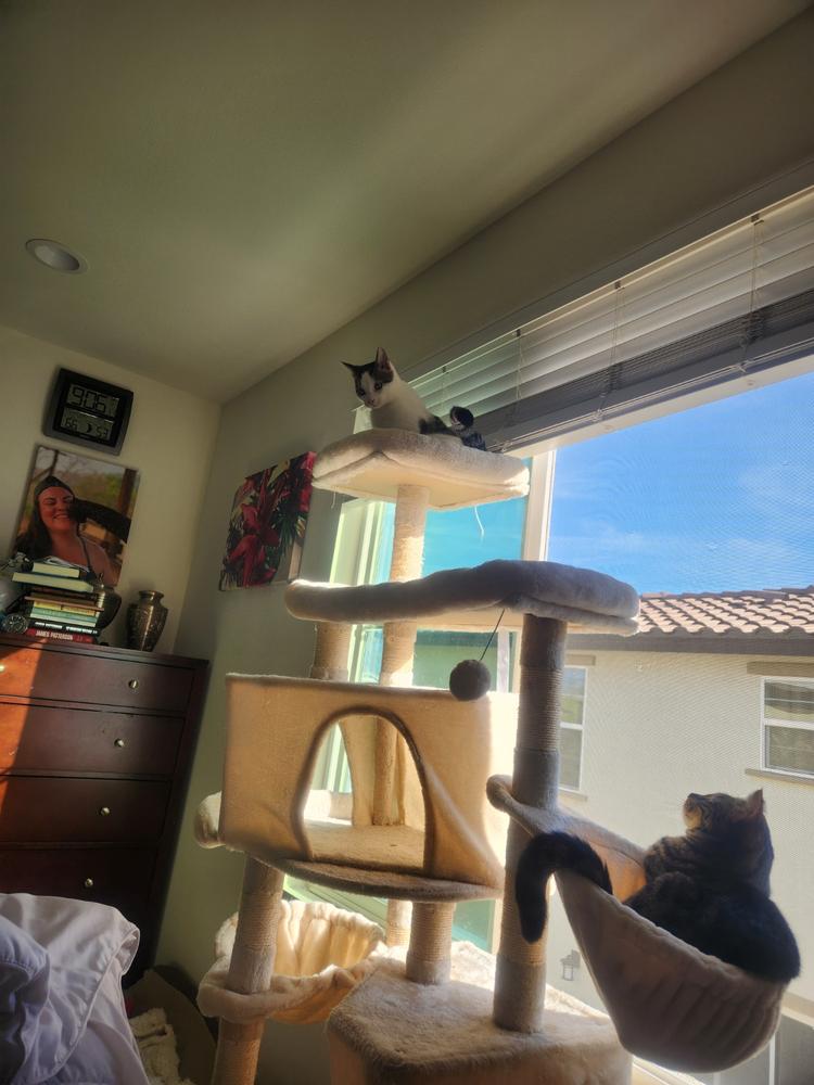 FELIWAY® Multicat Refill - Customer Photo From Cory K.