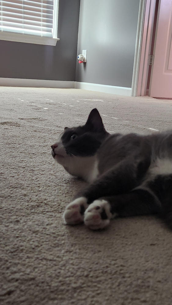 FELIWAY® Multicat Refill - Customer Photo From Anonymous