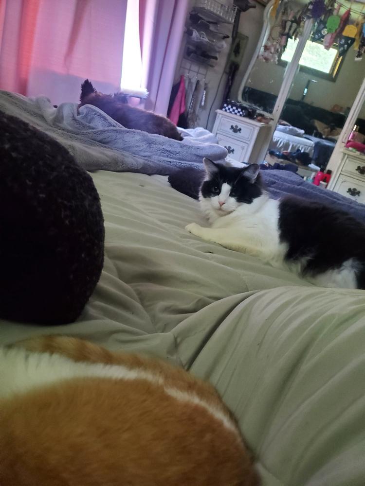FELIWAY® Multicat Refill - Customer Photo From Brynn G.