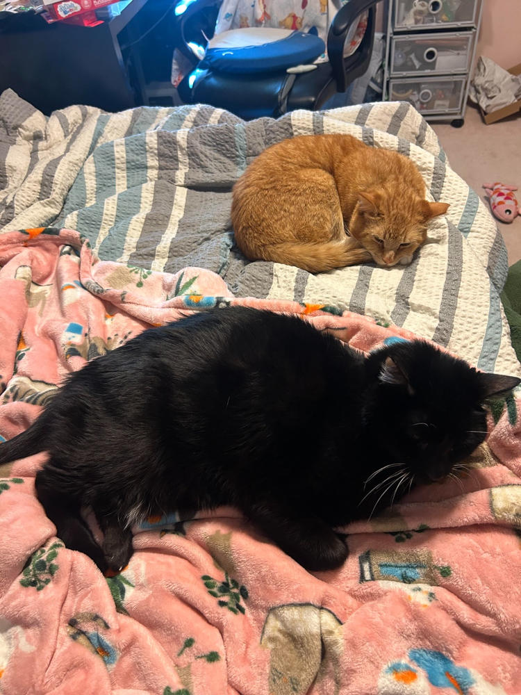 FELIWAY® Multicat Refill - Customer Photo From Anonymous