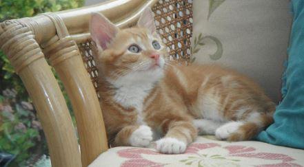 FELIWAY® Classic Refill - Customer Photo From Jasper