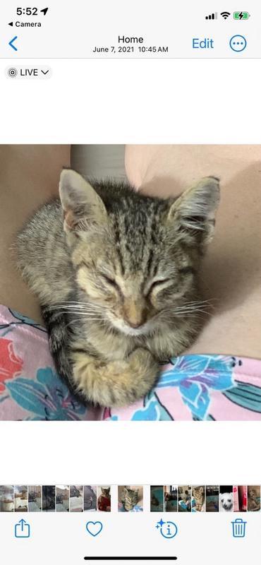 FELIWAY® Optimum Diffuser Kit - Customer Photo From Shellys460