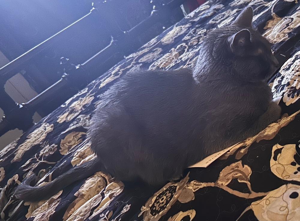 FELIWAY® Optimum Diffuser Kit - Customer Photo From Alisa